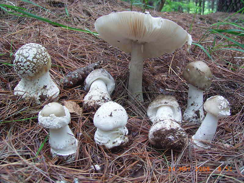 Nel Parco delle Groane